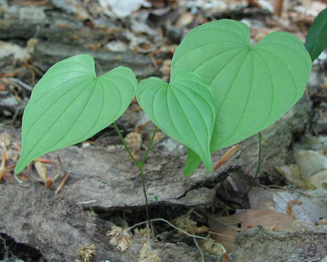 640px-Wild_yam_in_woods_-_young_plants