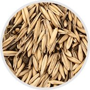 avena-sativa-extract
