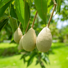 crata
