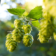hop-cone