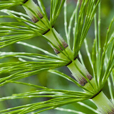 horse-tail