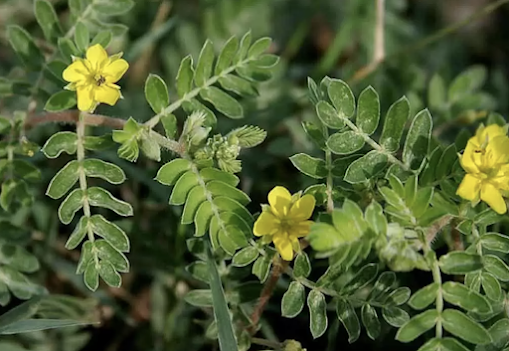 tribulus.png